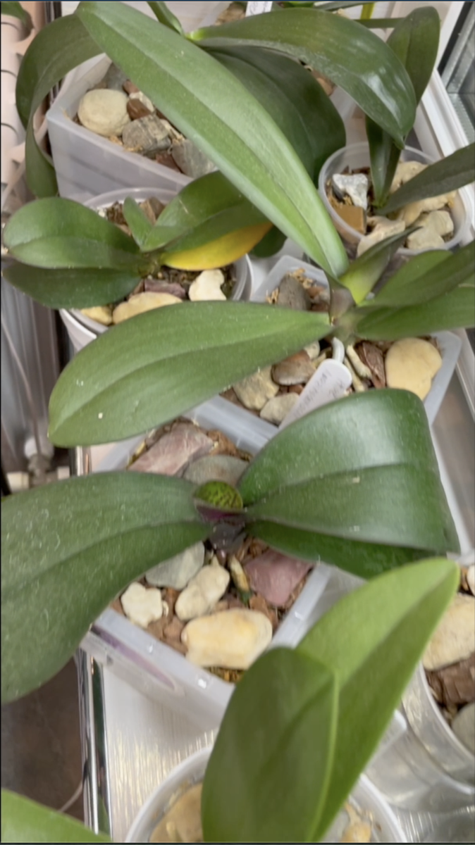 Орхидейная рассада из Азии после пересадки из 100 % мха. Орхидеи С Еленой Кузнецовой