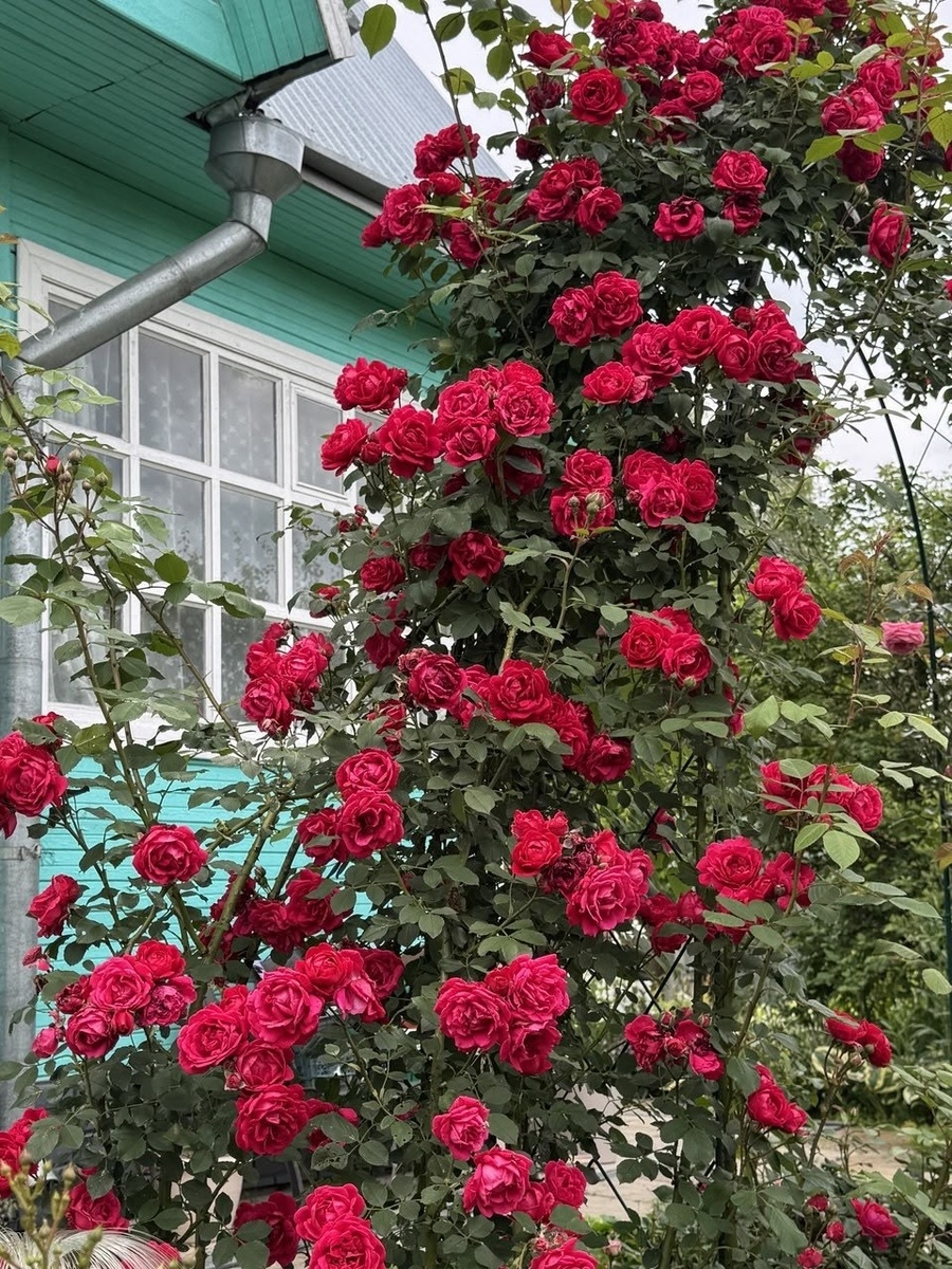 Уход за садовыми розами