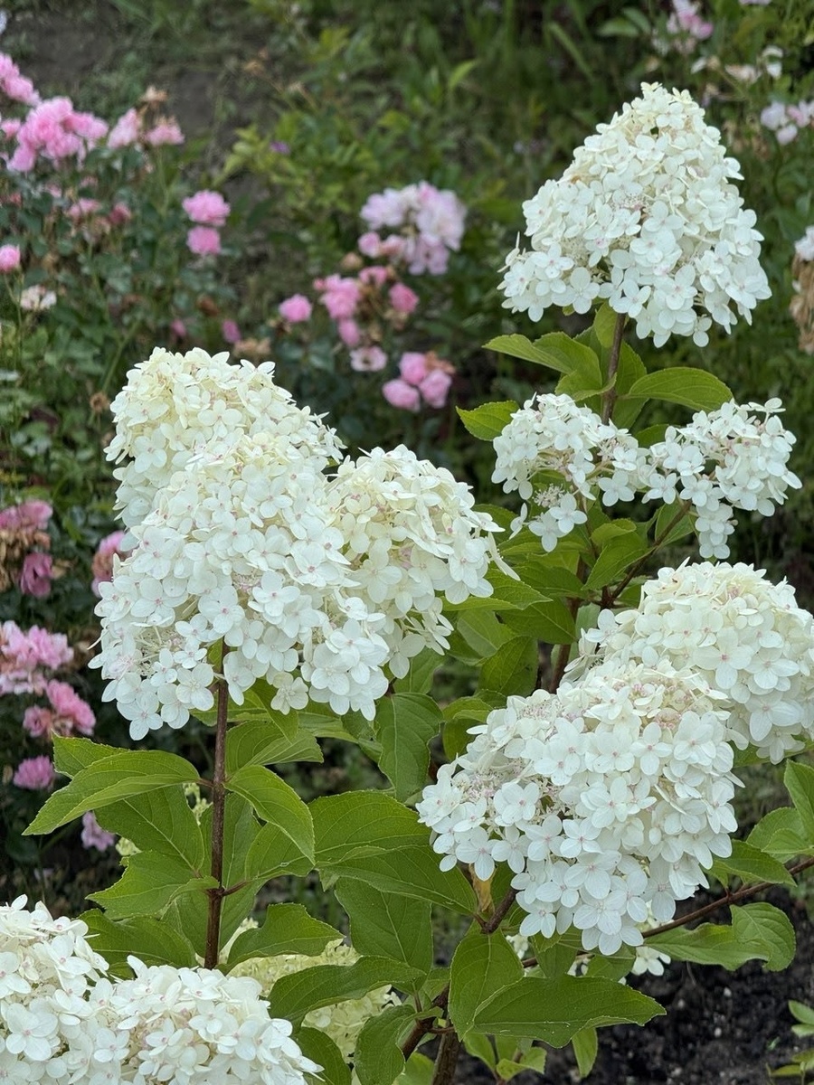 Как вырастить гортензию