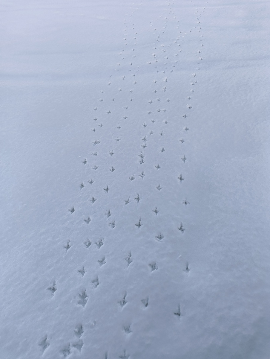 Эти забавные дорожки птичьих следов для меня так и остались загадкой. Что делали пернатые? Устраивали забеги по снегу? 