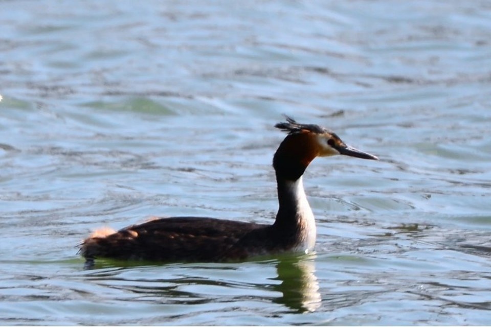    Чомга Андрей ТОЛМАЧЕВ