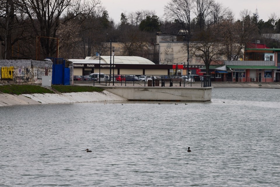    Пернатых не пугает соседство с человеком Андрей Толмачев