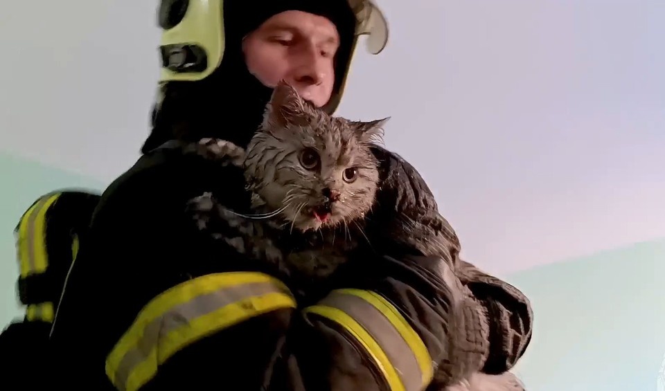    Пожарные спасли кошку с горящего балкона на улице Тимирязева. ГУ МЧС по Нижегородской области