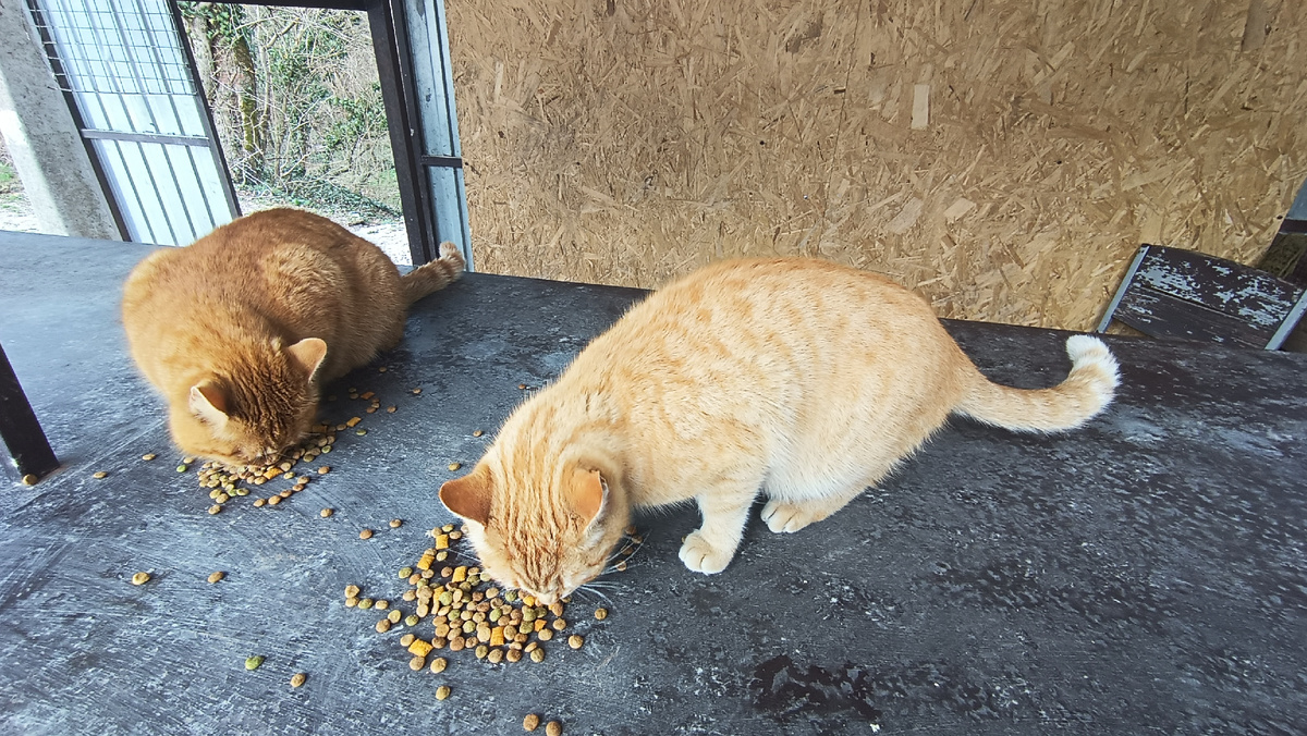 Рыжие котики