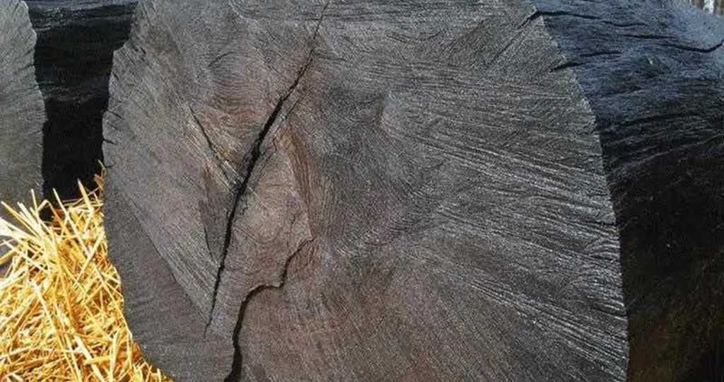 Что такое морёный дуб и почему его считают сокровищем