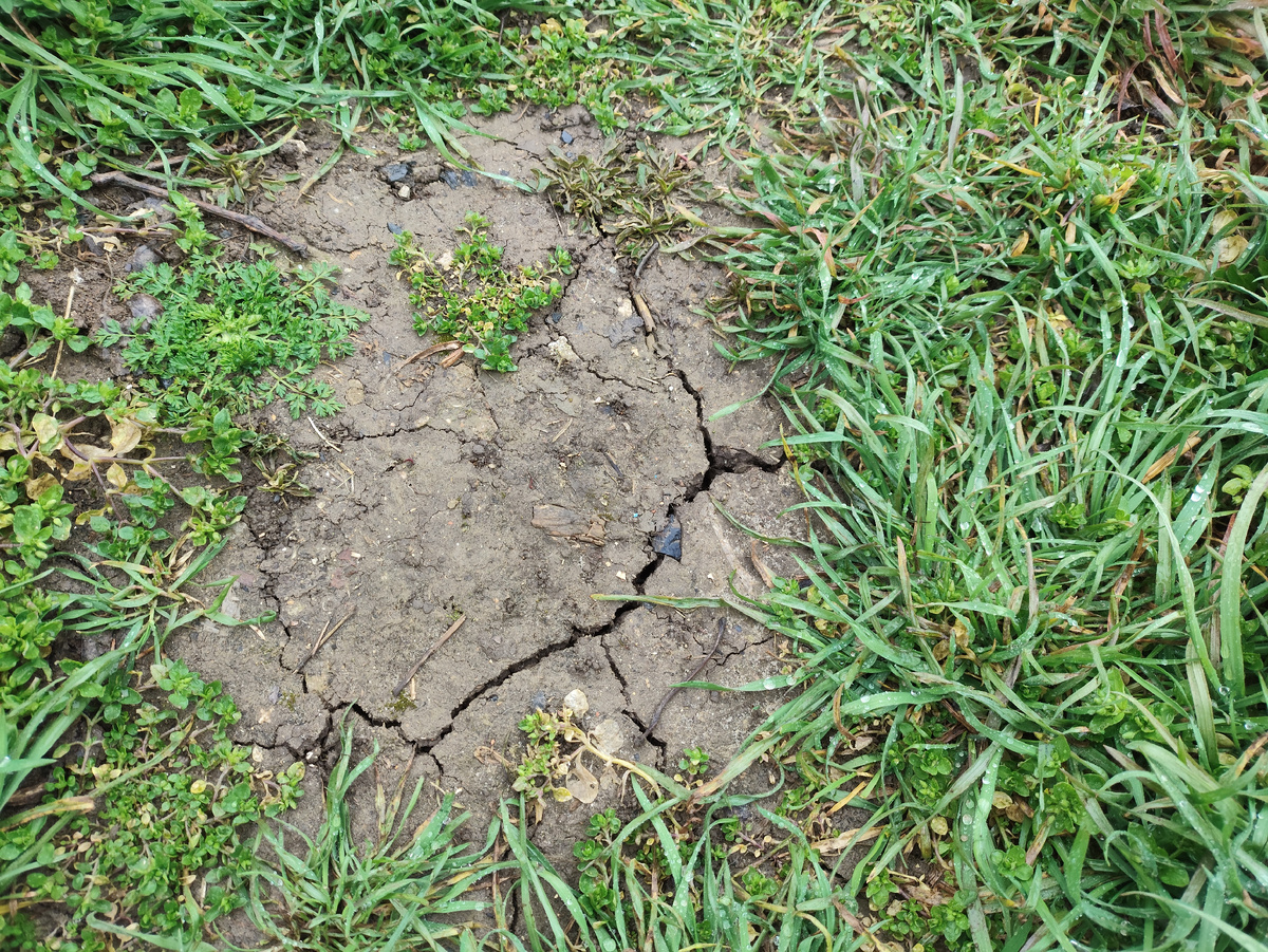 Земля уже трескается... И где те снега и дожди подевались?