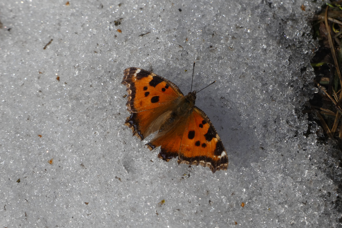 Моя первая бабочка в 2026 