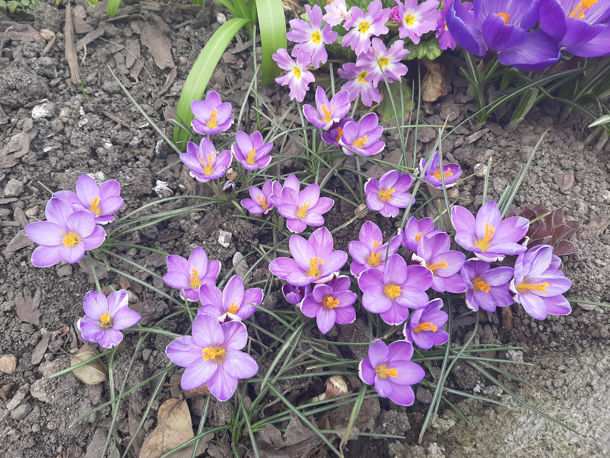 Крокус Spring Beauty