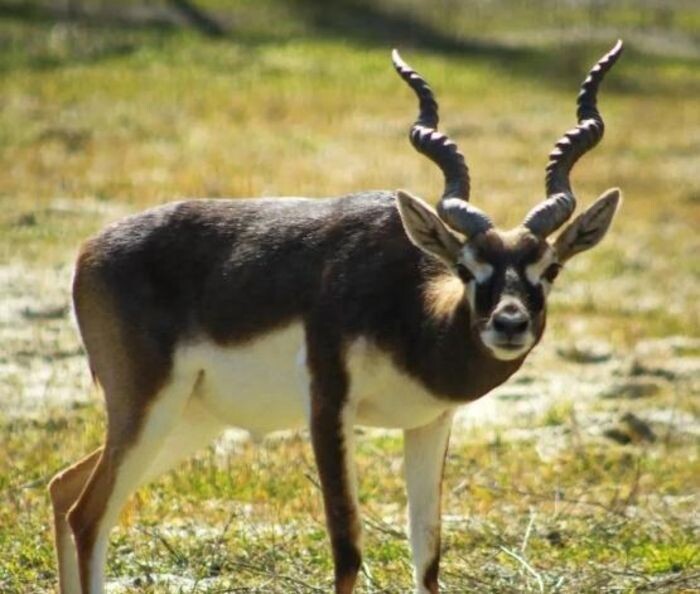 Иллюстрация: Телеграмм-канал Ростовского зоопарка