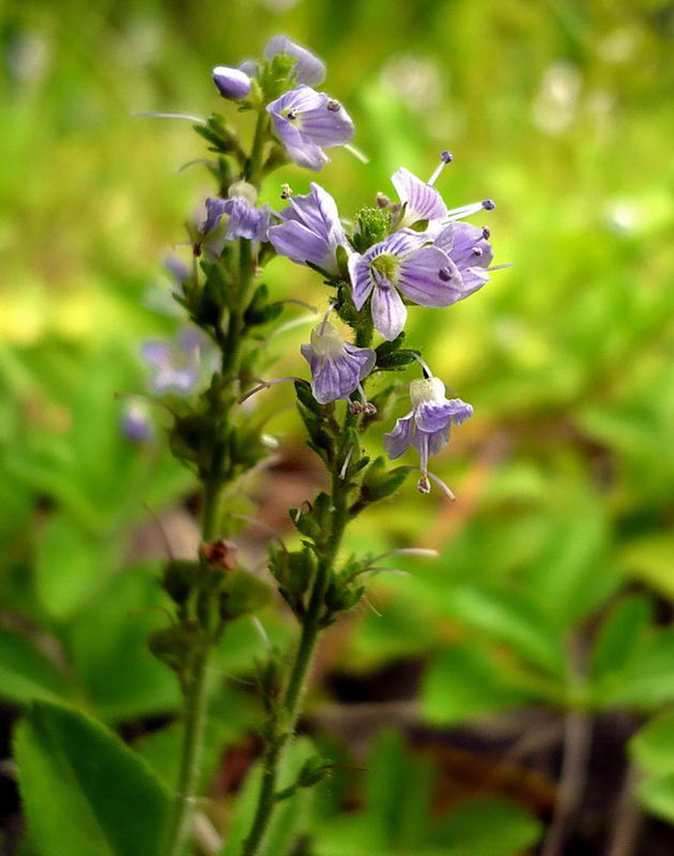 Вероника лекарственная (Veronica officinalis L.): Вероника. 