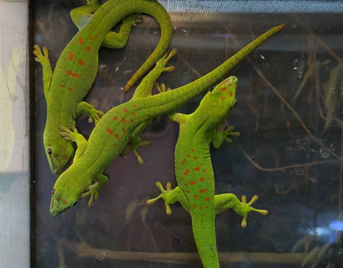 КТО ТАКАЯ ФЕЛЬЗУМА?