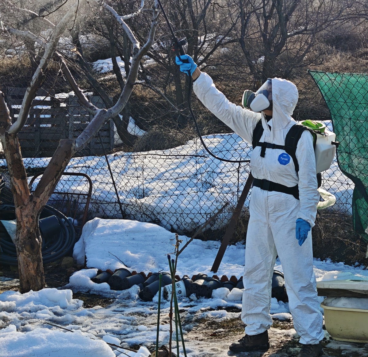 Обрабатываю двадцатилетнюю яблоню