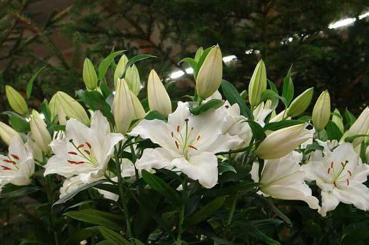 В преддверии Радоницы