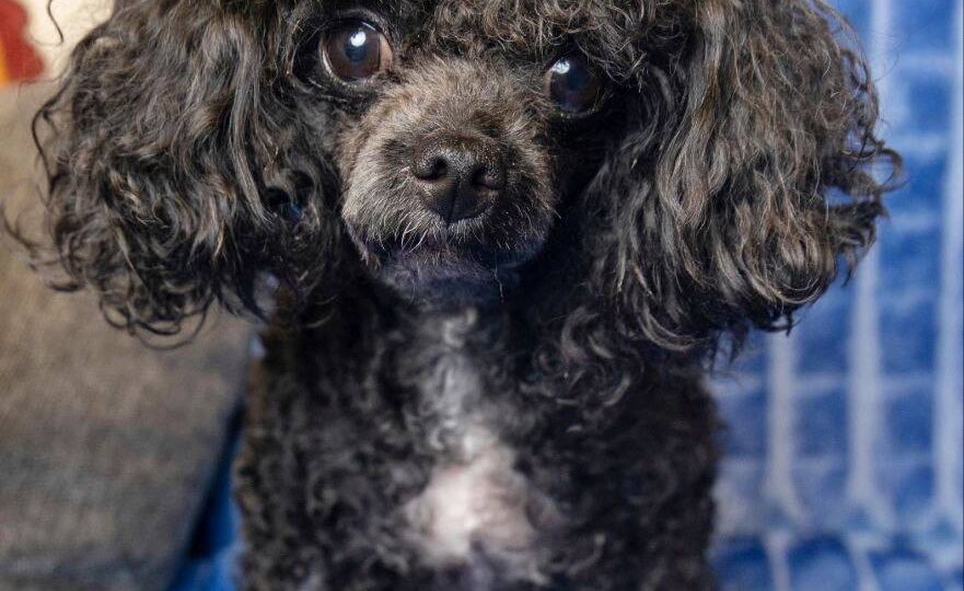 Перспектива ждет свою семью в приюте! Заберите кудряшку из приюских стен в новую жизнь с вами❤️