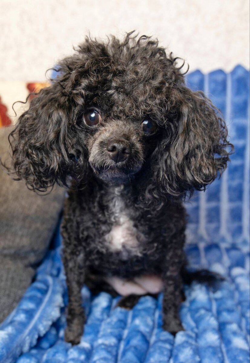 Маленькая собачка из приюта Домик Мелкашей ищет дом и семью в Москве и МО