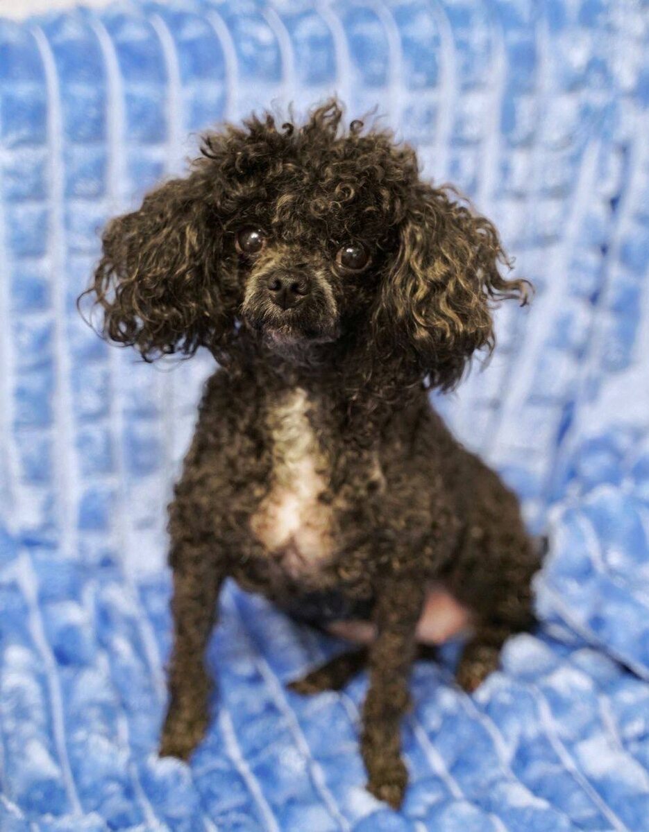 Маленькая собачка из приюта Домик Мелкашей ищет дом и семью в Москве и МО