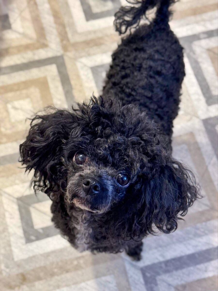 Маленькая собачка из приюта Домик Мелкашей ищет дом и семью в Москве и МО