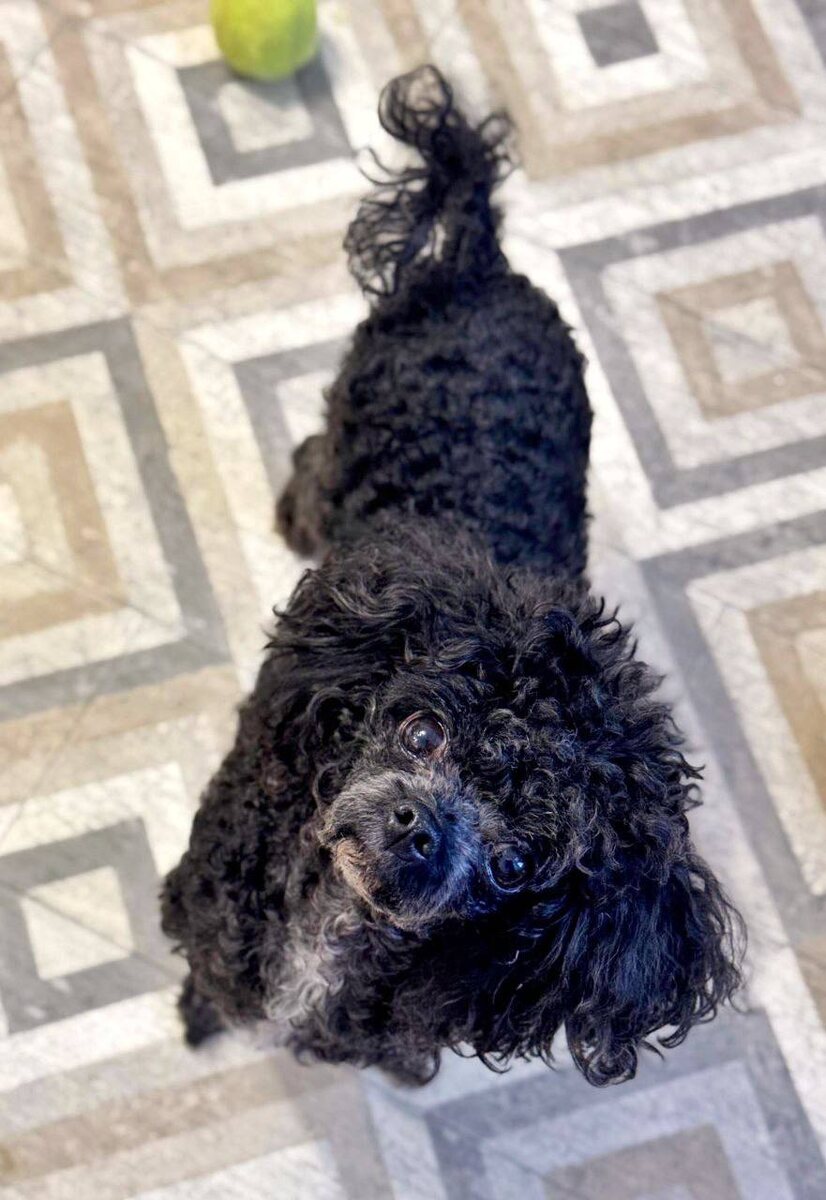 Маленькая собачка из приюта Домик Мелкашей ищет дом и семью в Москве и МО