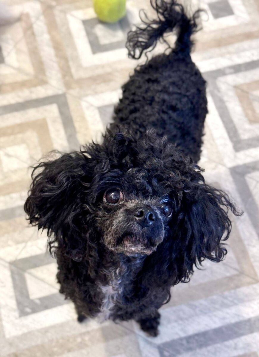 Маленькая собачка из приюта Домик Мелкашей ищет дом и семью в Москве и МО