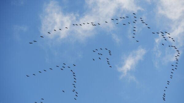    © Sputnik / Кирилл Каллиников