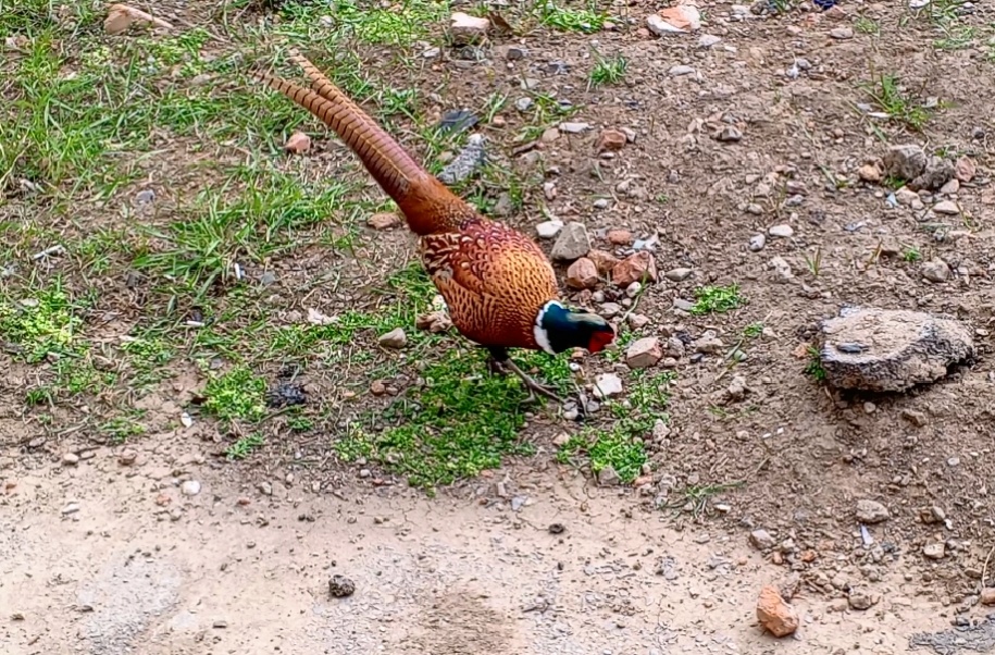 Фазан. Фото автора