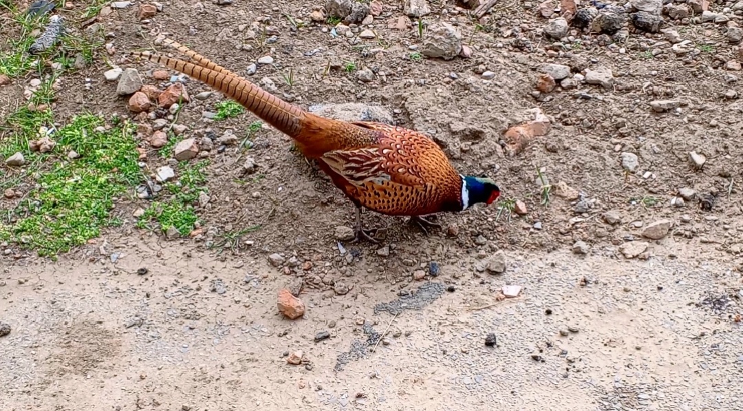 Фазан. Фото автора