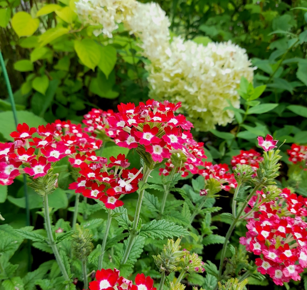 Вербена в 2024 году.