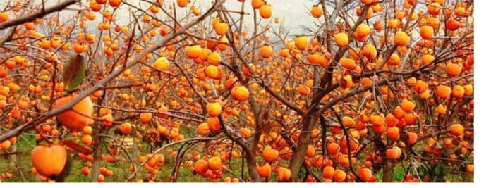 хурма польза