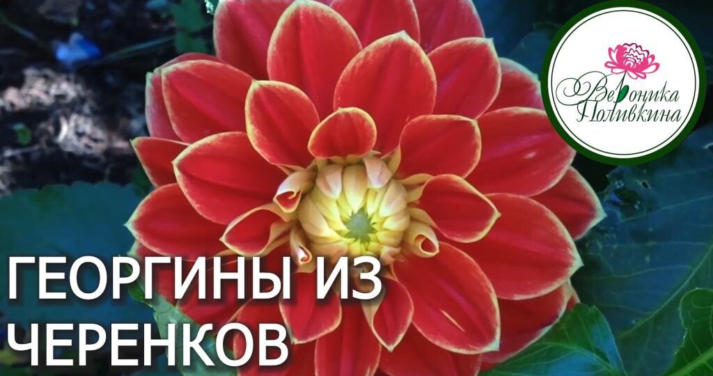 Размножение георгинов черенками: как получить десятки растений из одного клубня 🌺