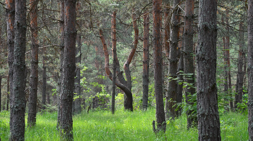 Группы беспилотной авиации для охраны лесов появятся в Нижегородской области