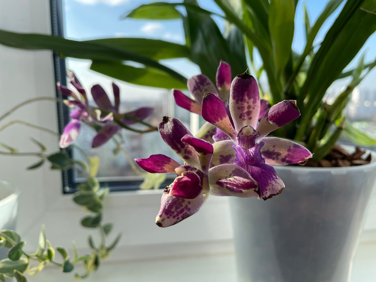 Зигопеталум