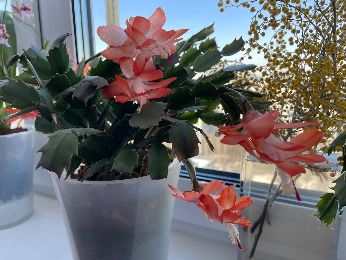 Красный декабрист и остатки мимозы