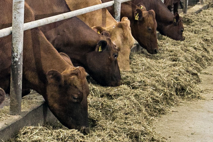    Фото из архива "Континента Сибирь"