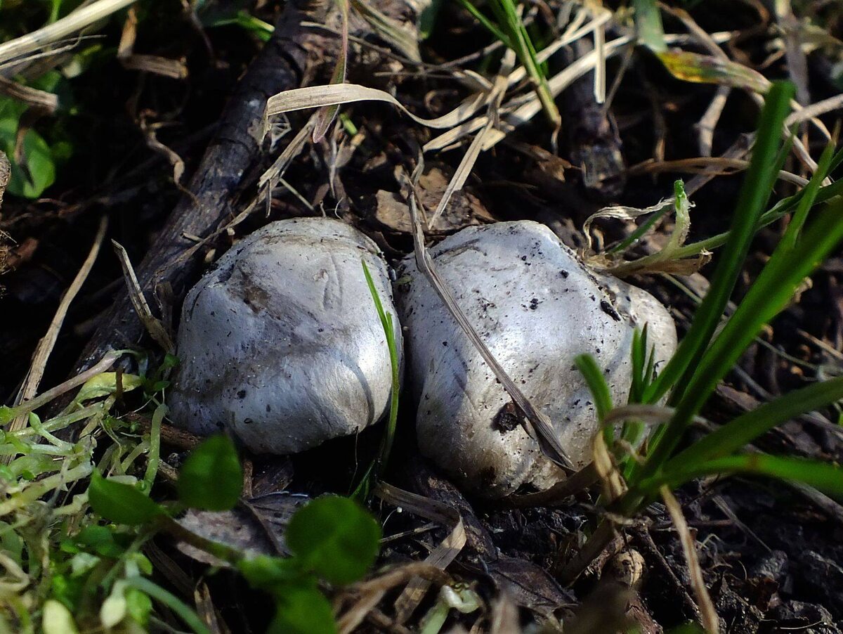 Есть первые энтоломы! (фото Дончанина)