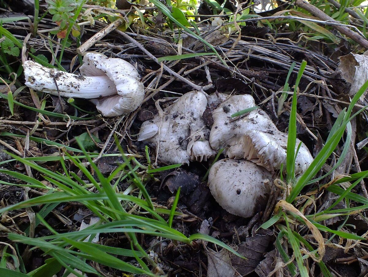 И сразу - вполне товарное количество, на символическую сковородку уж точно (фото Дончанина)
