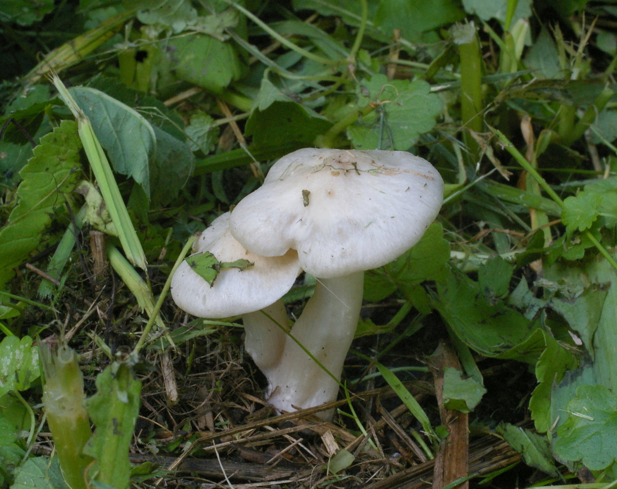 Наша заборная энтолома порой выглядит вполне неплохо (фото И.Лебединского)