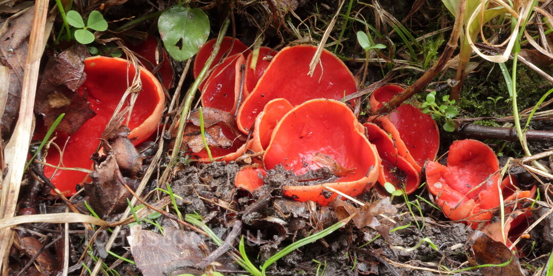 "Травка зеленеет? Солнышко блестит!", или Дни Предстартового Томления
