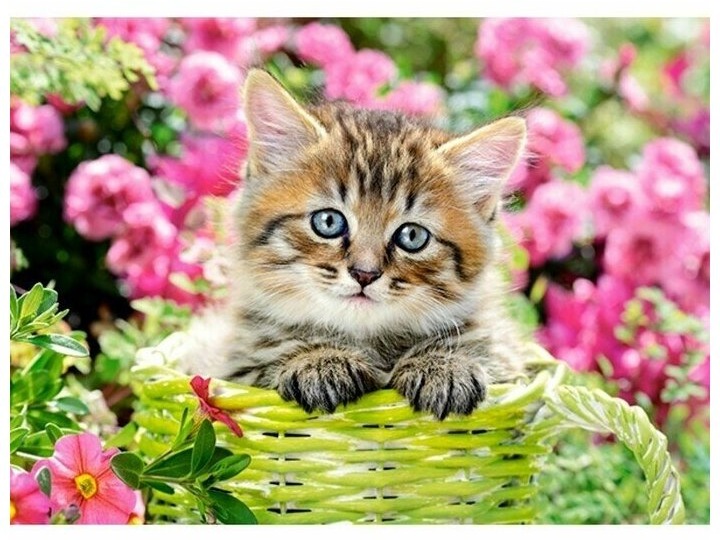 "ЖЕНА КАПИТАНА. глава 55"