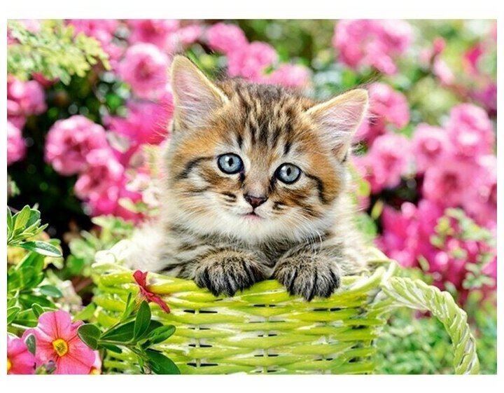 фото из открытого интернет источника