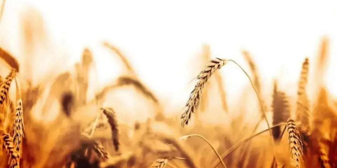 Воронежская компания «А1 Агрохим» почти лишилась прибыли по итогам 2025 года