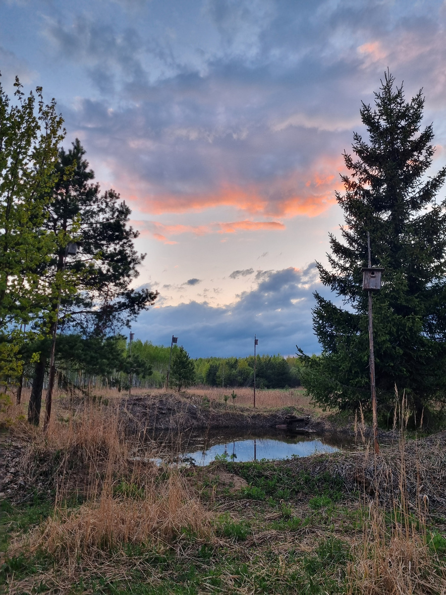 Оставили 1 елку, 1 сосну огромную и 2 малышки, они рядышком растут, как бабушка и дедушка)  фото весны 2025г.