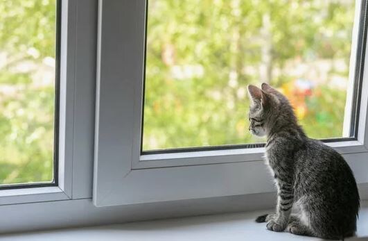    Увеличение случаев застревания кошек в оконных рамах: мнение эксперта