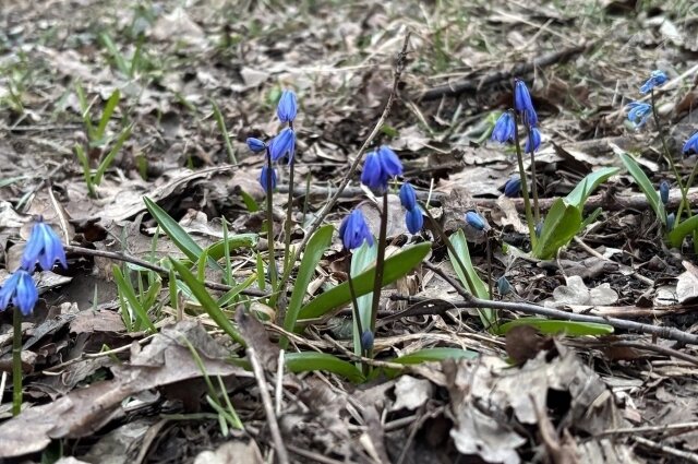    Фото: АиФ/ Юлия Францова