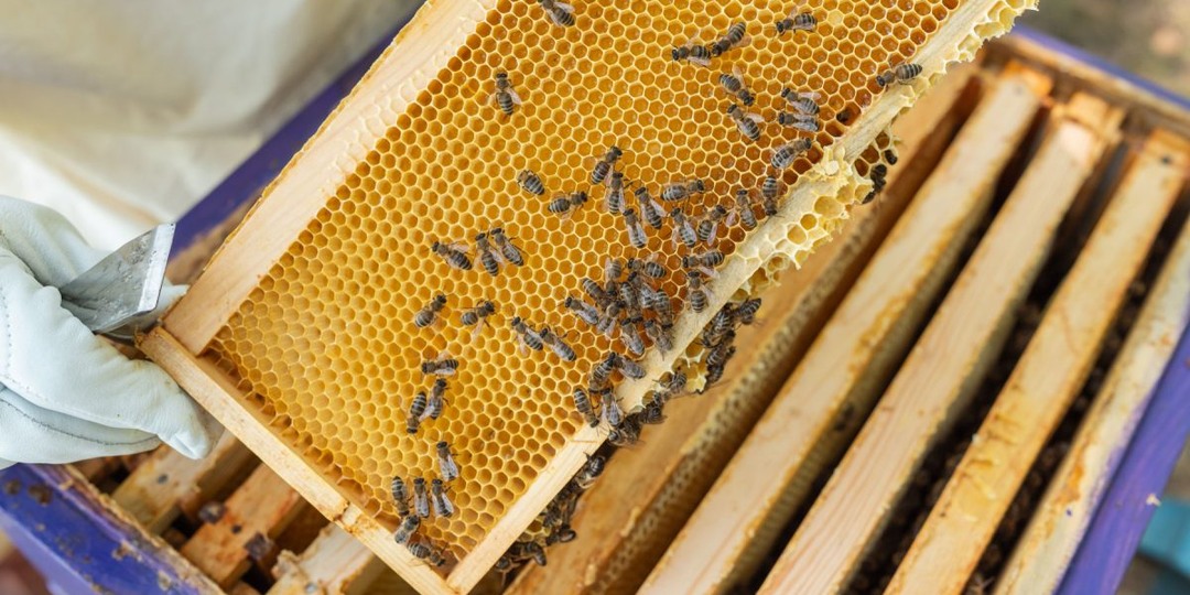 Уход за ульем круглый год: о чём надо знать новичку