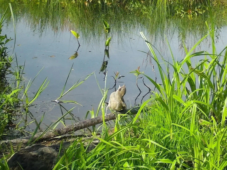     Жуланы не отказываются и от более мелкой добычи. Фото: пресс-службе Рдейского заповедника
