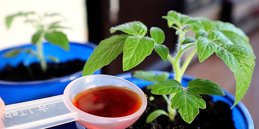 После этой подкормки рассада - огонь! Аптечный коктейль сделает рассаду перца и помидор красивой!