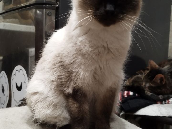 Три наши бывшие подопечные кошечки обрели свой дом