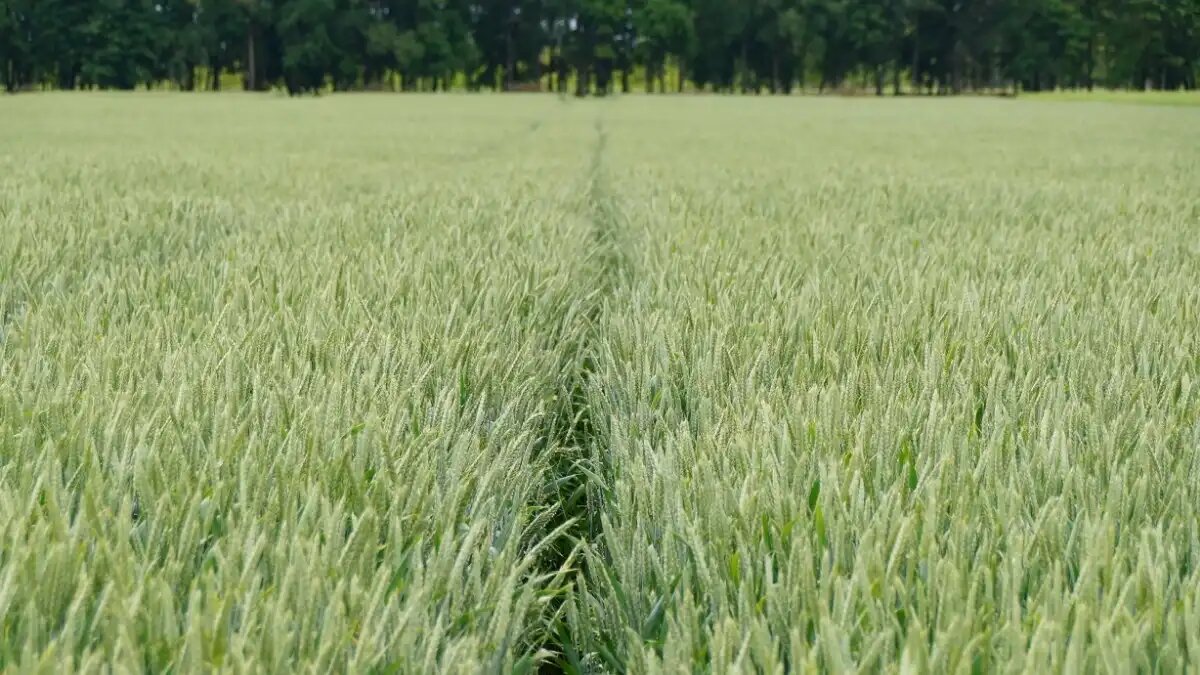 Фото: предоставлено Bayer
Мушкет® Плюс от Bayer эффективен против двудольных сорняков в посевах зерновых культур