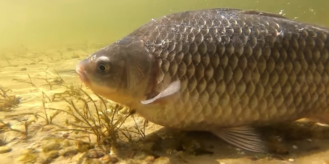 Почему карась весной пахнет тиной? И что с этим делать?