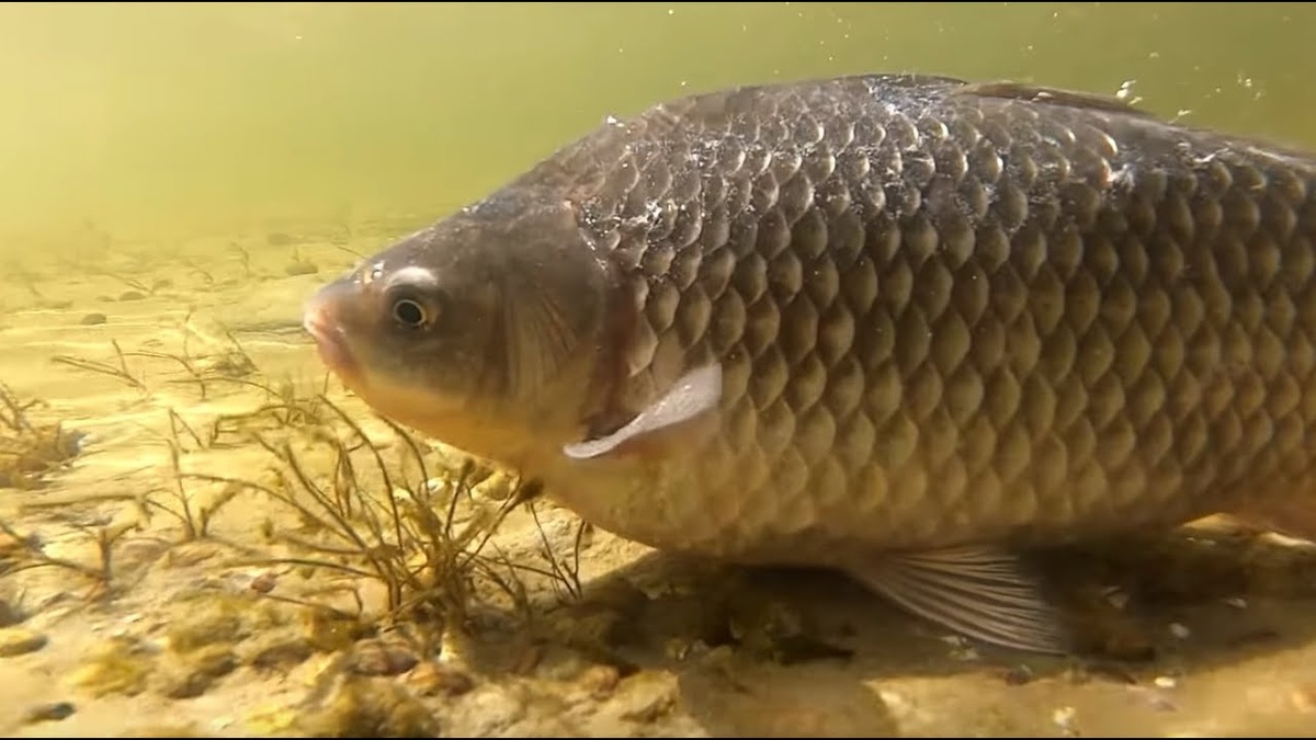 Почему карась весной пахнет тиной? И что с этим делать?